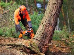Best Tree Disease Treatment  in Maplewood, WA