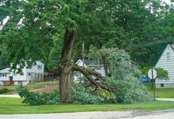 Best Tree Mulching  in Maplewood, WA